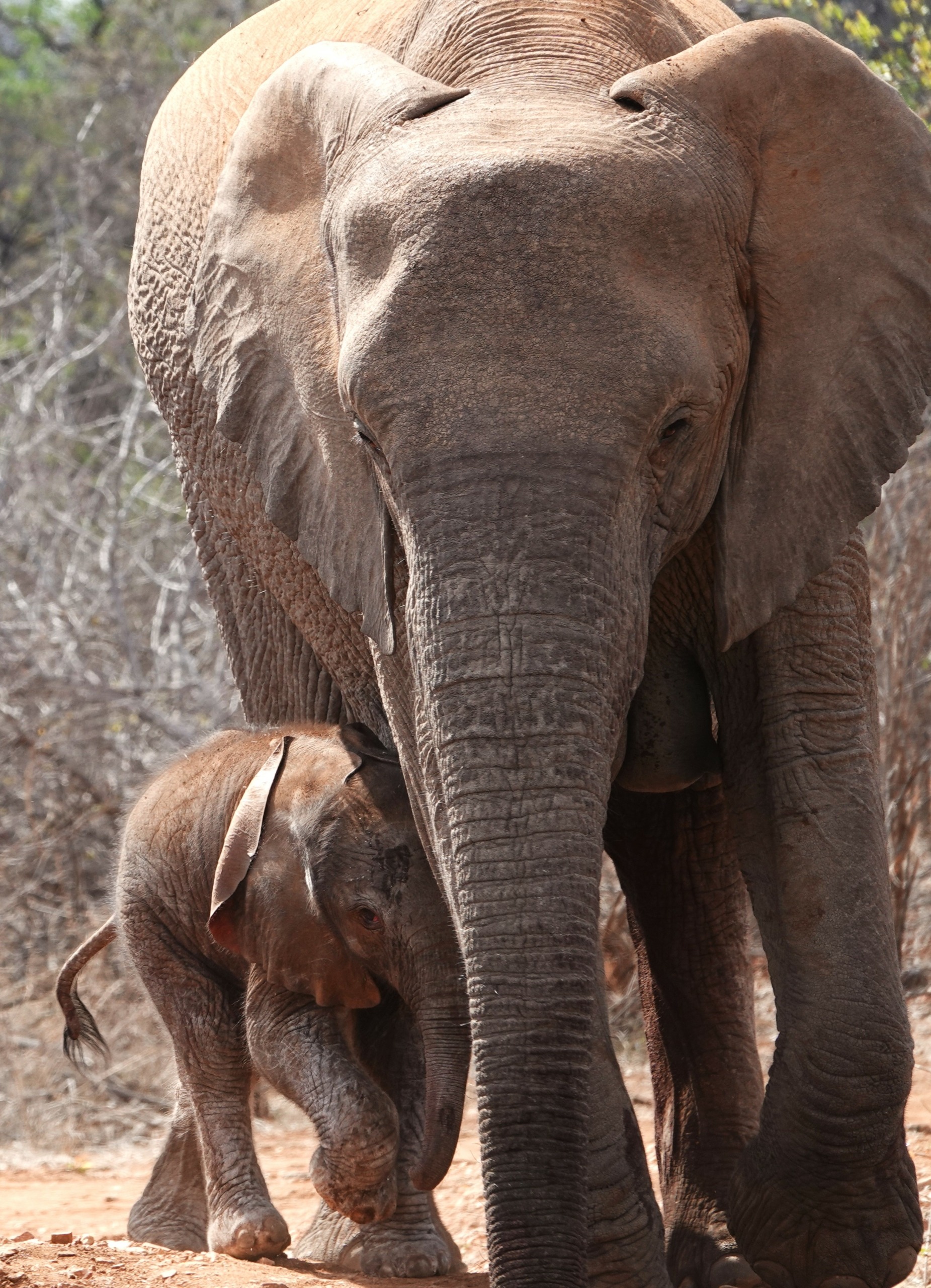 A baby elephant in the private game reserve in Botswana