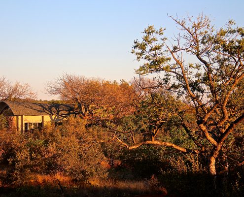 Lodge in the bush